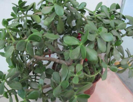 玉樹和燕子掌的區(qū)別，教你兩種最簡單區(qū)別方法(屬性/形態(tài))