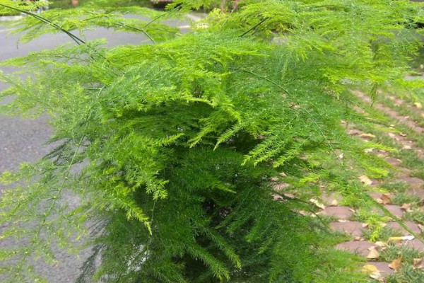 怎樣使文竹多萌新發(fā)芽