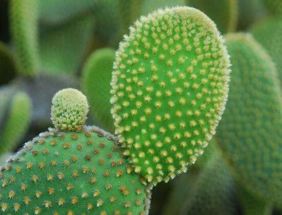 仙人掌的用途與價(jià)值，清熱解毒、消炎解暑、開胃健脾、清咽潤肺