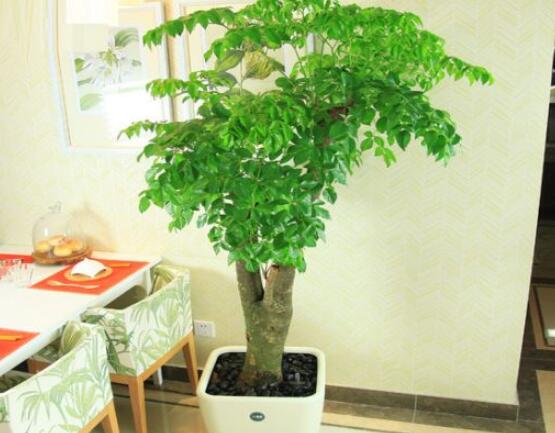 幸福樹(shù)病蟲(chóng)害，盤(pán)點(diǎn)最常見(jiàn)的四種病蟲(chóng)害防治大全