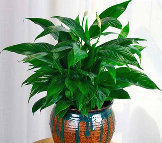 一帆風(fēng)順怎么修剪，一帆風(fēng)順的修剪方法