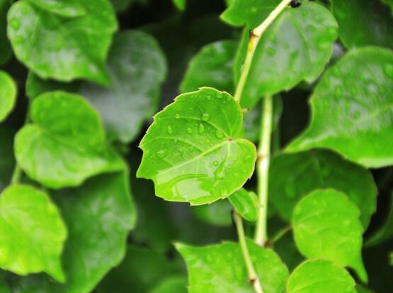 常青藤多久澆一次水，見干見濕原則保持盆土濕潤(rùn)