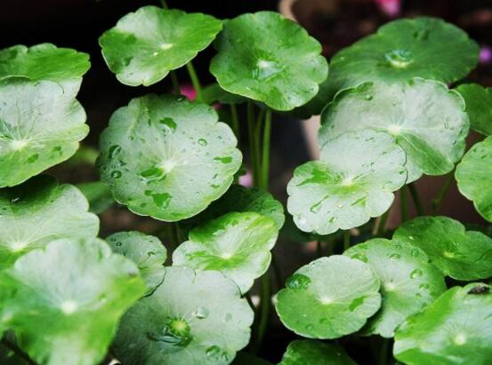銅錢草水培好還是土培好，水培和土培兩者皆好