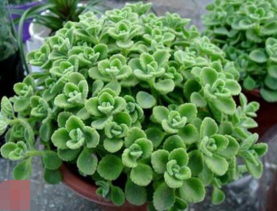 碰碰香為什么一碰就香，其原理主要為葉枕澎壓作用