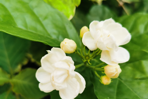 茉莉花的養(yǎng)護注意事項