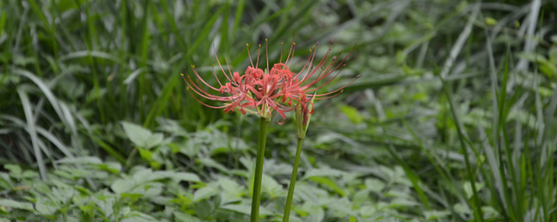 彼岸花澆水的時(shí)候可以從上面澆嗎