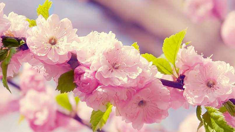 日本櫻花什么時(shí)候開