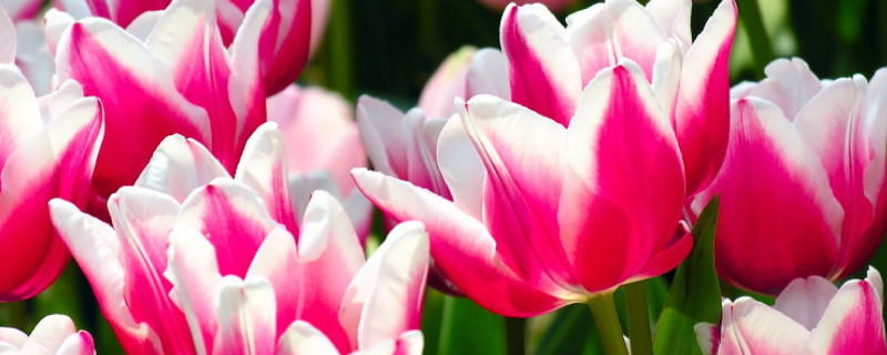 郁金香夏天怎么維護(hù)