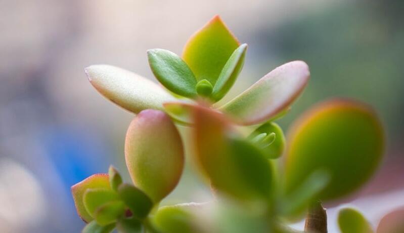 玉樹花和燕子掌的區(qū)別，葉片上的3處不同