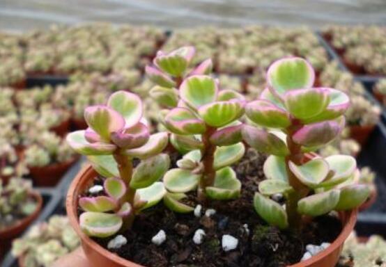 雅樂(lè)之舞適合什么花盆，陶盆、紫砂盆、泥瓦盆最為合適