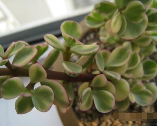 雅樂(lè)之舞冬天怎么養(yǎng)，只需要做好四點(diǎn)基本步驟