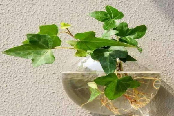水培的常春藤怎么養(yǎng)生根快，常春藤水培生根秘訣