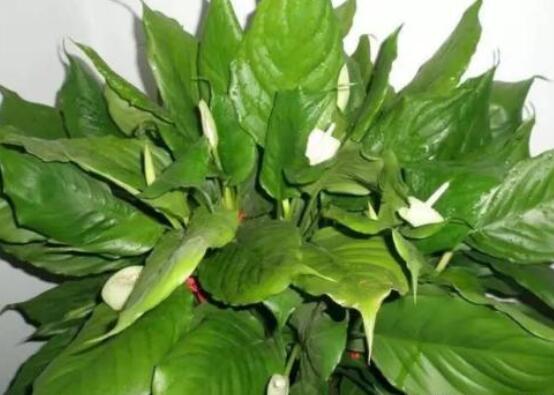 萬(wàn)年青的象征意義，象征著健康長(zhǎng)壽，福如東海