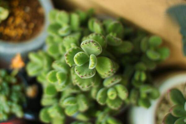 熊童子葉插方法，做好以下4點即可保證葉插成活率