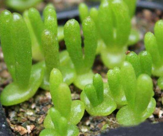 多肉碧光環(huán)種子種植，老農(nóng)總結(jié)最簡單易學六點基本步驟