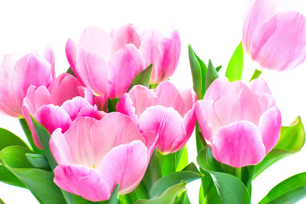 郁金香澆水注意事項(xiàng)