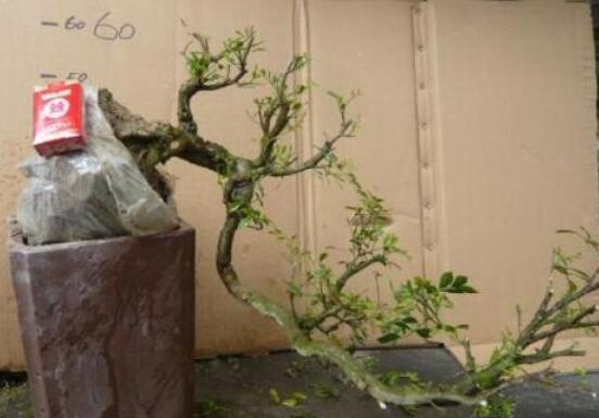 九里香盆景的養(yǎng)殖方法，做好七個(gè)基本養(yǎng)殖要點(diǎn)滿盆花香