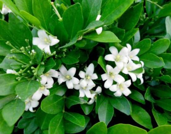 七里香和九里香的區(qū)別，教你三種區(qū)別方法(形態(tài)/生長/作用)