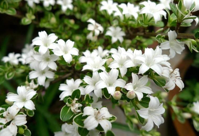 六月雪葉子發(fā)黃脫落怎么辦，分正常落葉和不正常落葉原因