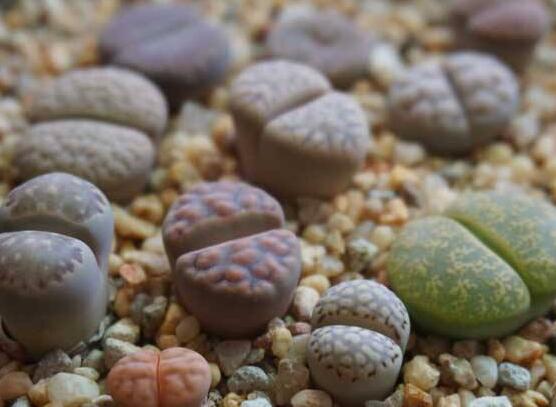 生石花有什么用，老農(nóng)總結(jié)最常見四個作用