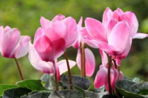 仙客來的繁殖方法，播種繁殖/切莖繁殖/組織繁殖