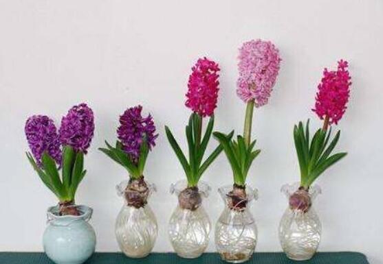 冬天能水培風信子么，可以/保持溫暖環(huán)境、注意水溫