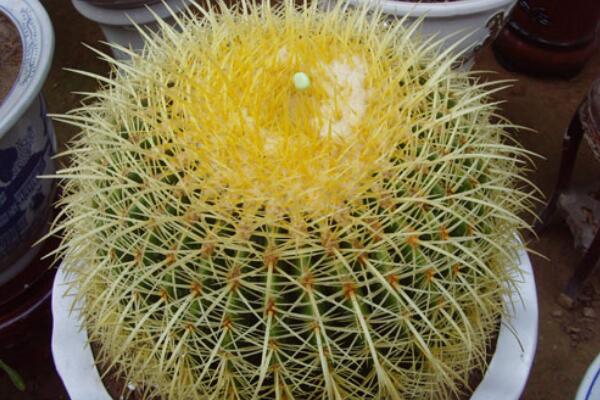 仙人球花的藥用價值，清熱解毒、行氣止痛、還能降血壓