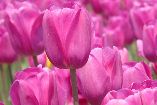 郁金香種了半個月沒有發(fā)芽還活嗎