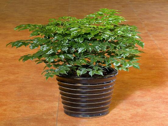 幸福樹(shù)怎么繁殖，教你三種繁殖方法(播種/壓條/扦插)