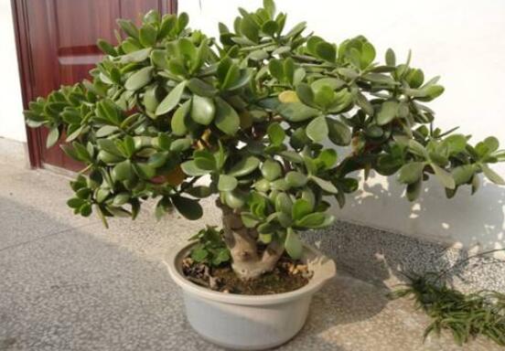 植物燕子掌有毒嗎，無(wú)毒與有毒需待進(jìn)一步科學(xué)考證(證據(jù)不足)