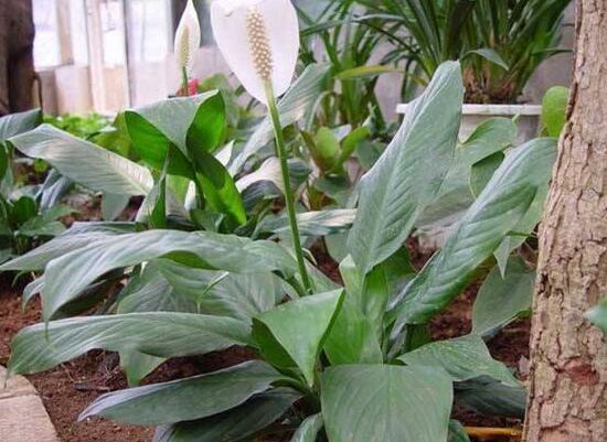 一帆風(fēng)順葉子下垂，四種原因以及解決辦法