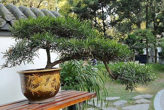 羅漢松盆景養(yǎng)護方法，老農總結五大最實際有效方法