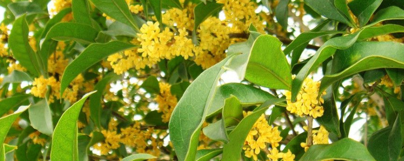 桂花樹(shù)苗怎樣移栽