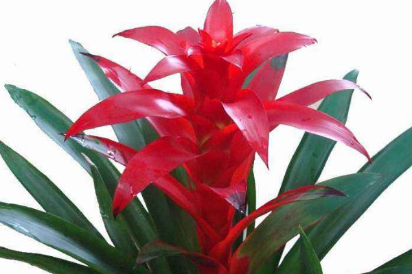 鴻運(yùn)當(dāng)頭的花干了怎么辦