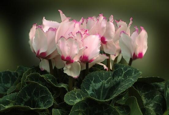 仙客來葉子嚴(yán)重發(fā)黃，老農(nóng)總結(jié)最直觀三種解決辦法