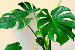 龜背竹一盆養(yǎng)幾棵好，根據(jù)花盆的大小形狀來(lái)決定