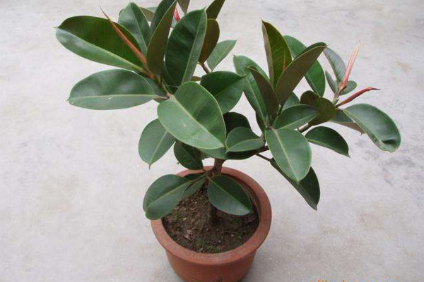 橡皮樹(shù)的養(yǎng)殖方法和注意事項(xiàng)