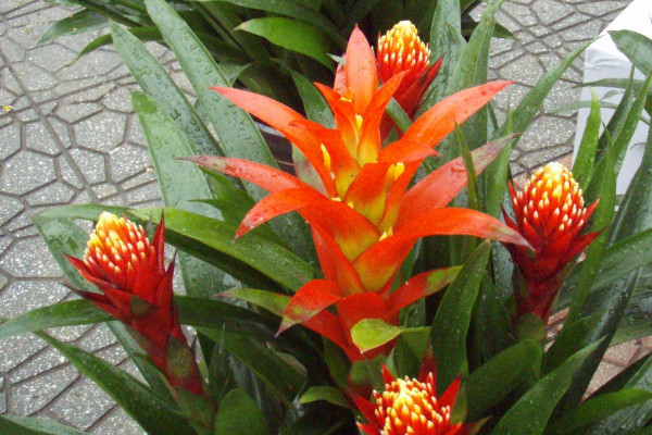 鴻運(yùn)當(dāng)頭還有別名嗎