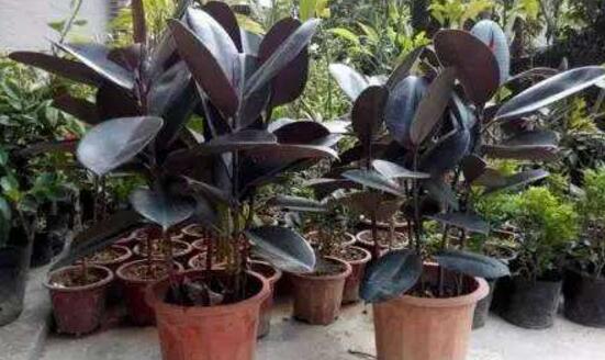 橡皮樹怎么養(yǎng)，牢記七個步驟就可養(yǎng)好