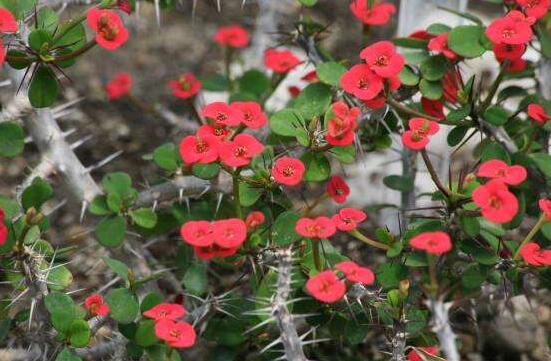 虎刺梅花期多少天，一年四季均可開花(養(yǎng)殖得當(dāng))