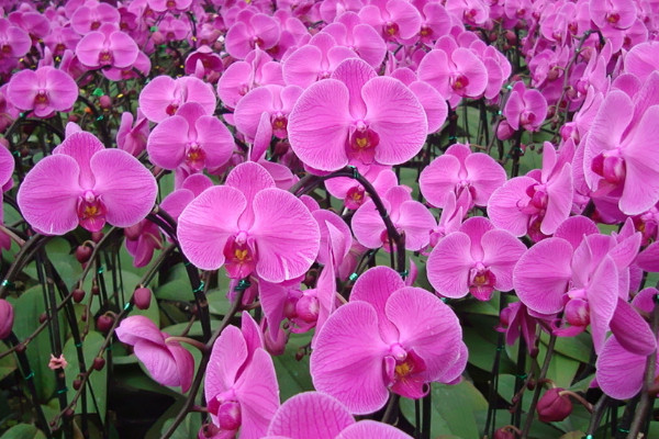 蝴蝶蘭的花骨朵為什么會(huì)枯萎掉落