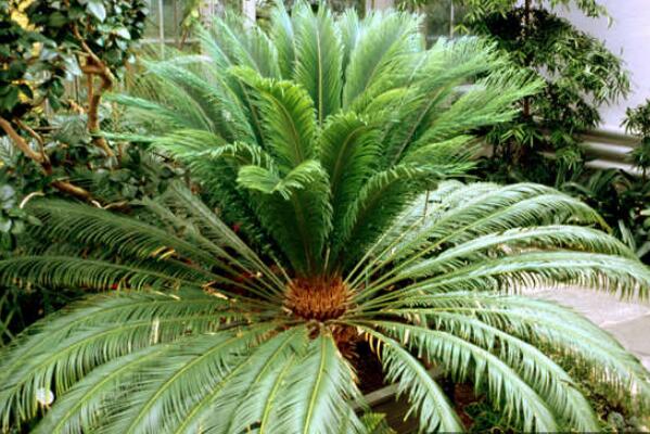 鐵樹的養(yǎng)殖方法，必須要掌握的5個(gè)要點(diǎn)