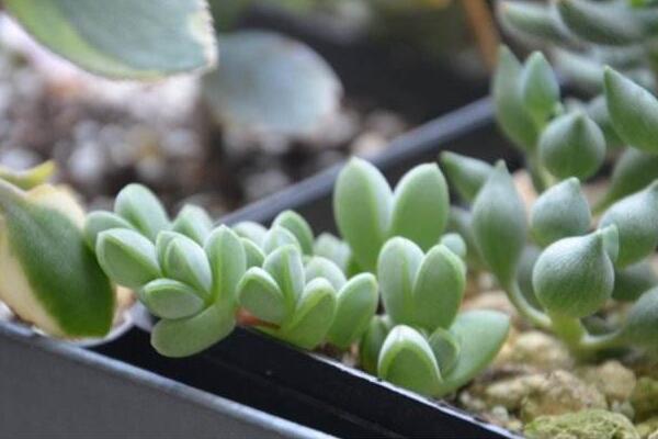 碧玉蓮的養(yǎng)護(hù)方法，做好五個(gè)方面的管理