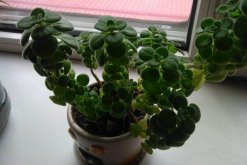 碰碰香幾月份可以扦插，扦插最佳時間在5-10月