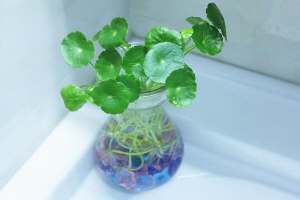 銅錢草除甲醛嗎，能/但除甲醛效果一般