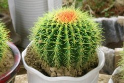 仙人球特點(diǎn)是什么，凈化、裝飾、藥用以及防輻射