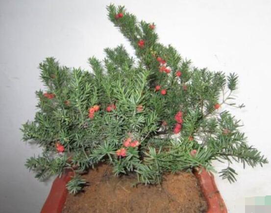 紅豆杉放家哪個位置好，教你六種最佳擺放地點(招財生旺)