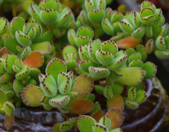 熊童子開花要施肥嗎，施以磷鉀肥為主/35度以上停止施肥