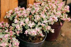 雅樂(lè)之舞可以淋雨嗎，可適當(dāng)淋雨但要注意以下幾點(diǎn)