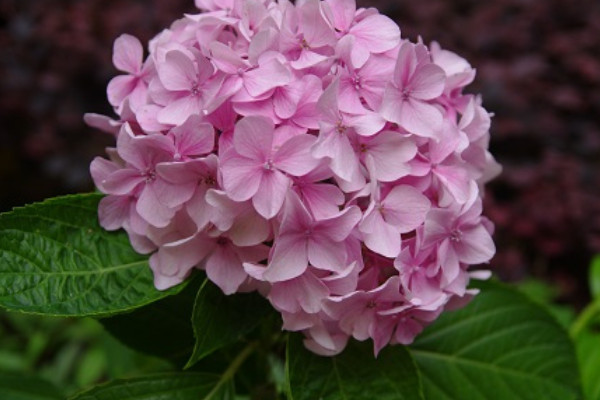 無盡夏繡球花能長(zhǎng)多高